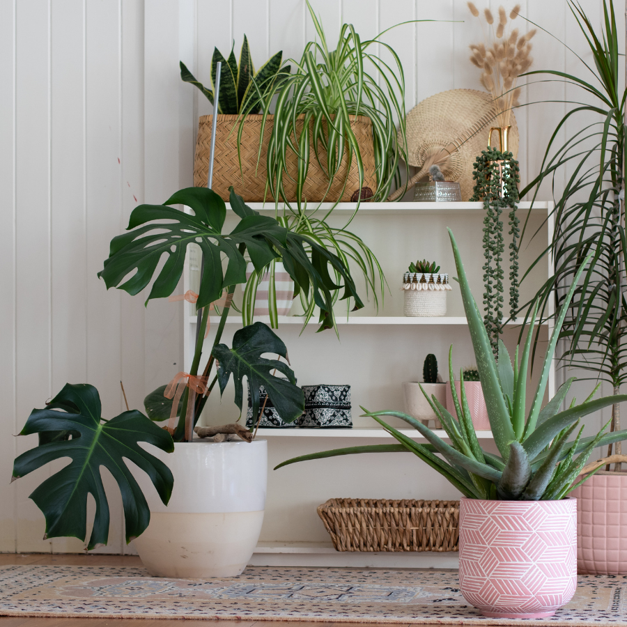 House Plants 