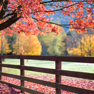 Fall Farm Picture 